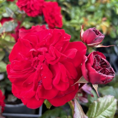 Rosa tehybrid Admiral ®