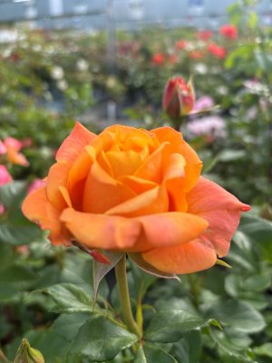 Rosa tehybrid Amber Flush ®