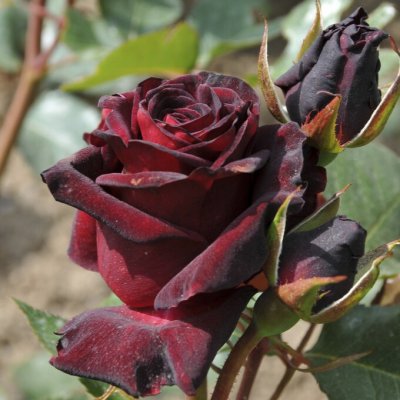 Rosa tehybrid Black Baccara ®