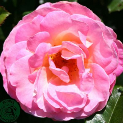 Rosa tehybrid Dornburger Schlossrose ®