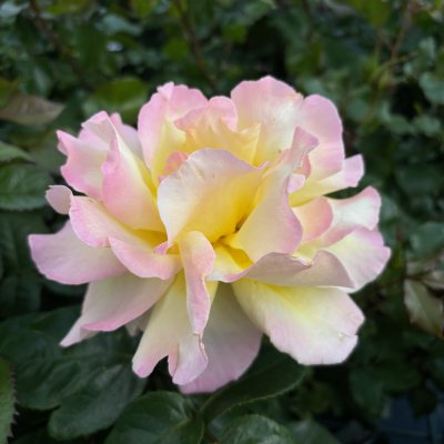Rosa tehybrid Mme A. Meilland (Peace, Gioia, Gloria Dei)