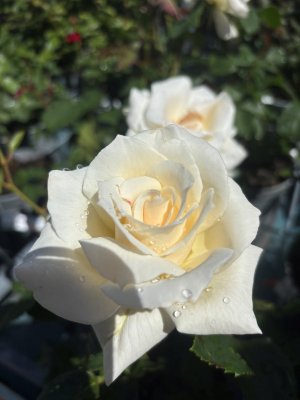 Rosa tehybrid Pascali ®