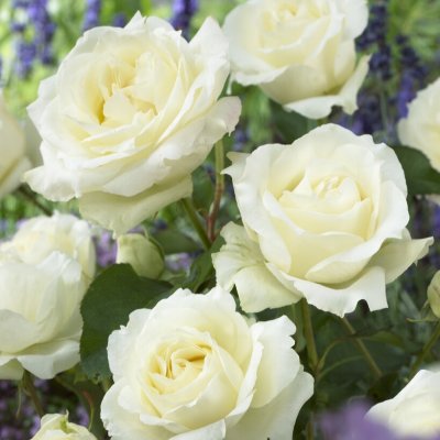 tehybrid Pascali ®, Tehybridros