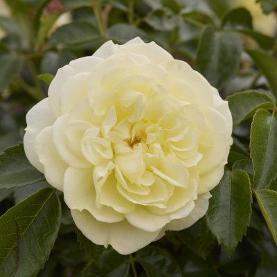 Rosa tehybrid Solero ®