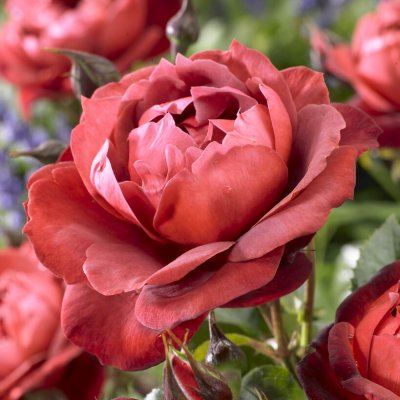 Rosa tehybrid Terracotta