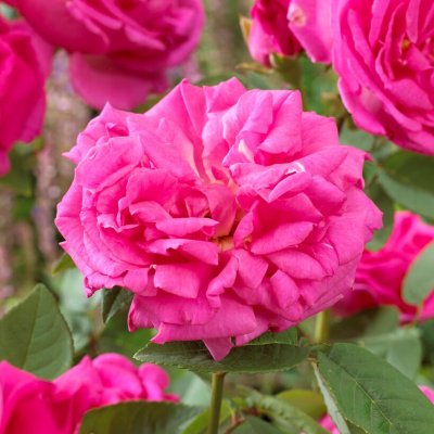 bourbon Zéphirine Drouhin, Klätterros/Buskros, barrot 1st