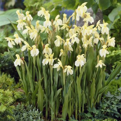 Roscoea cautleyoides Jeffrey Thomas, Gul Bergingefära