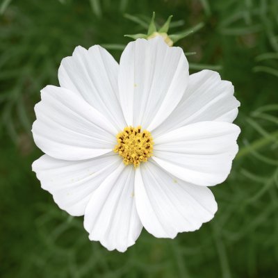 Rosenskära, Cosmix White