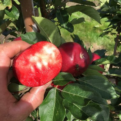 Sommaräpple, Rosette ®, stam M7 2års co