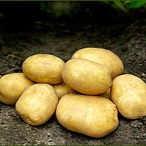 Sättpotatis Royal (Storlek: 1kg)