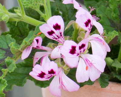 Doftpelargon, kruka, Royal Oak