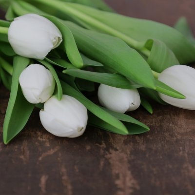 Tulpan & Narciss Mix White Garden 30st