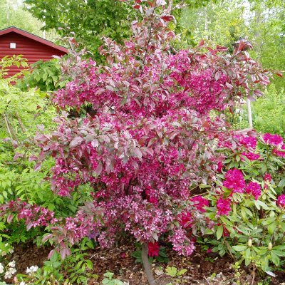 Malus Rubin, Purpurapel, busk co