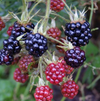 Rubus fruticosus Oregon Thornless, Björnbär, C5