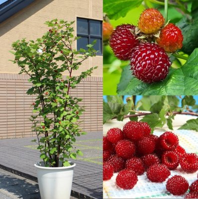 Rubus Rasperry Tower, Hallonträd