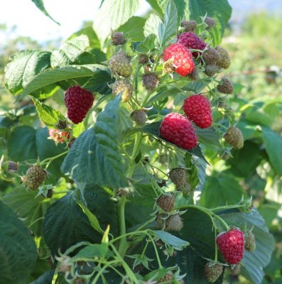 Rubus idaeus Schlaraffia ® Plentiful ®, Hallon, C5