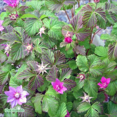 Rubus arcticus ssp. stellarct. Sofia, Allåkerbär, co 10cm