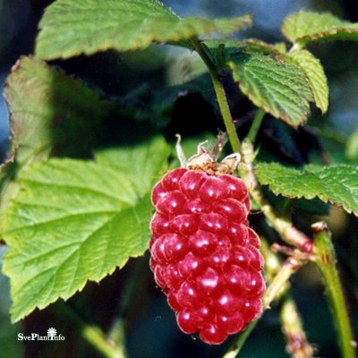 Rubus Sunberry, Björnbärshallon/Sunberry, C2