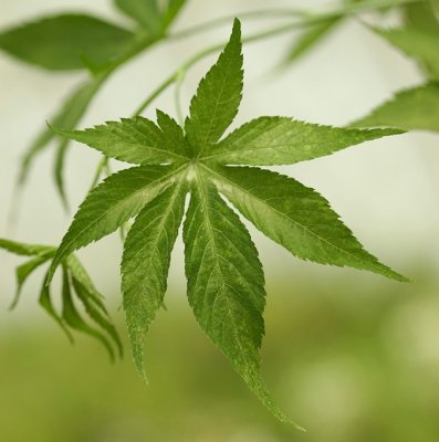 Rubus chingii Sweetleaf ®, Sötblad