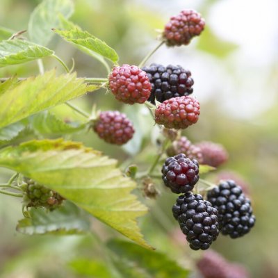 Rubus fruticosus Reuben ®, Björnbär
