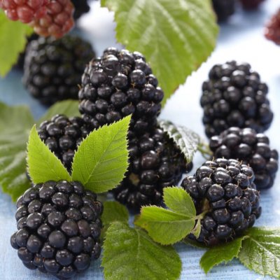 Rubus fruticosus Thornfree, Björnbär