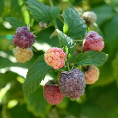 Rubus idaeus Glen Coe, Hallon, C2