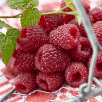Rubus idaeus Cascade Delight