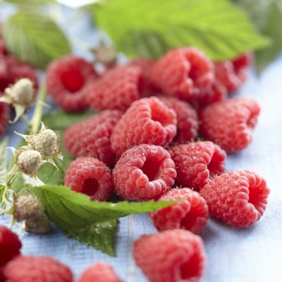 Rubus idaeus Heritage, Hallon, C2