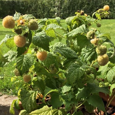 Rubus idaeus Lowberry ® Good As Gold, Hösthallon, C3