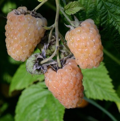 Rubus idaeus Solguld, Hallon