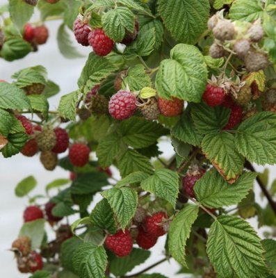 Rubus idaeus Willamette, Hallon, C5
