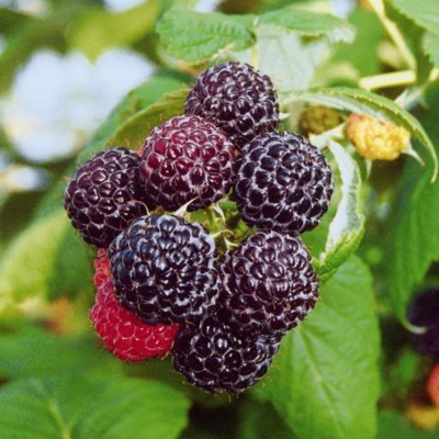 Rubus occidentalis Black Jewel, Svarta Hallon, C5