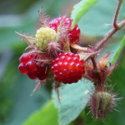 Rubus phoenicolasius, Vinhallon, co