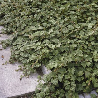 Rubus tricolor, Kryphallon