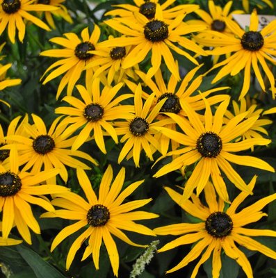 Rudbeckia fulgida Forever Gold, Strålrudbeckia