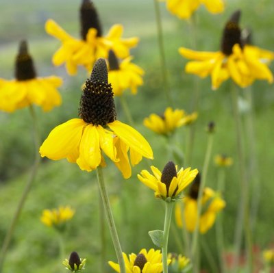 Rudbeckia maxima, Jätterudbeckia, P9cm