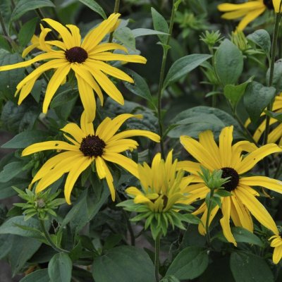 Rudbeckia subtomentosa Loofahsa Wheaten Gold