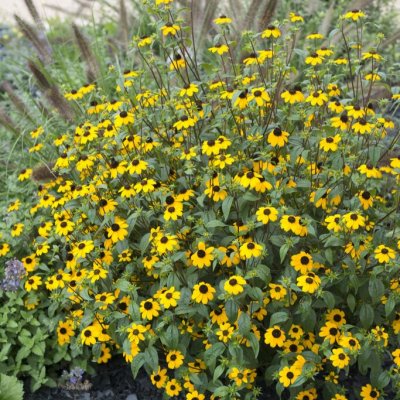 Rudbeckia triloba Blackjack Gold, Trefliksrudbeckia, P9cm