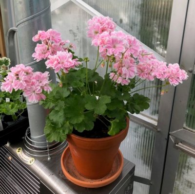 Dvärgpelargon Saga, kruka