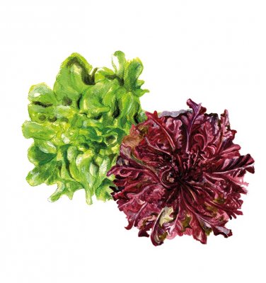 Sallat, Plock-, Salad Bowl Mix