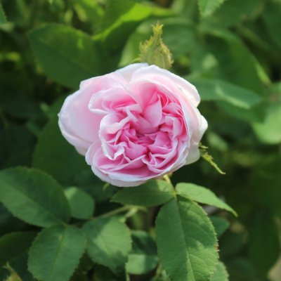 centifolia muscosa Salet, Mossros, C4