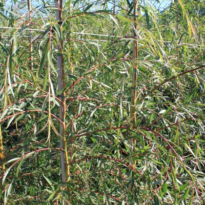 Salix x pendulina f. salamonii Vitellina-Tristis