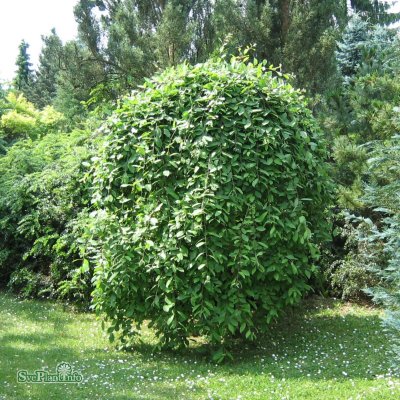 Salix caprea Kilmarnock / Pendula, Hängsälg