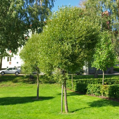 Salix x fragilis f. vitellina Vinterglöd E (Salix alba var. chermesina), Korallpil, utr 150-200 co