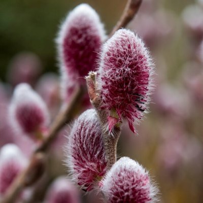 Salix chaenomeloides Mt. Aso, Kvittenvide, 120 stam C5
