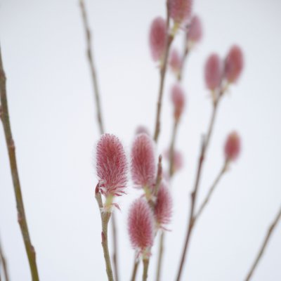 Salix gracilistyla Rote Pfote, Japanskt vide