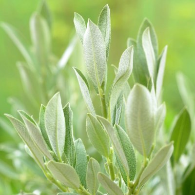 Salix helvetica, Alpvide, C2,5