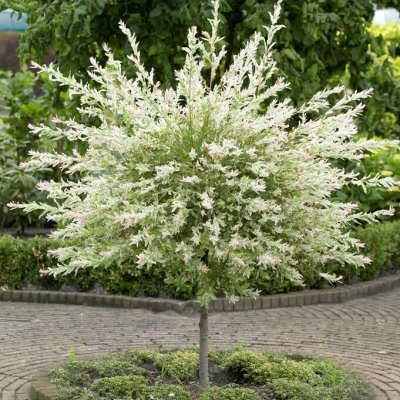 Salix integra Flamingo, Japansk Dvärgpil, 80 stam C4