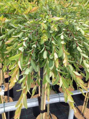 Salix integra Pendula