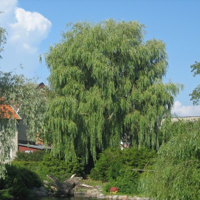 Salix x pendulina f. salamonii Chrysocoma, Kaskadpil